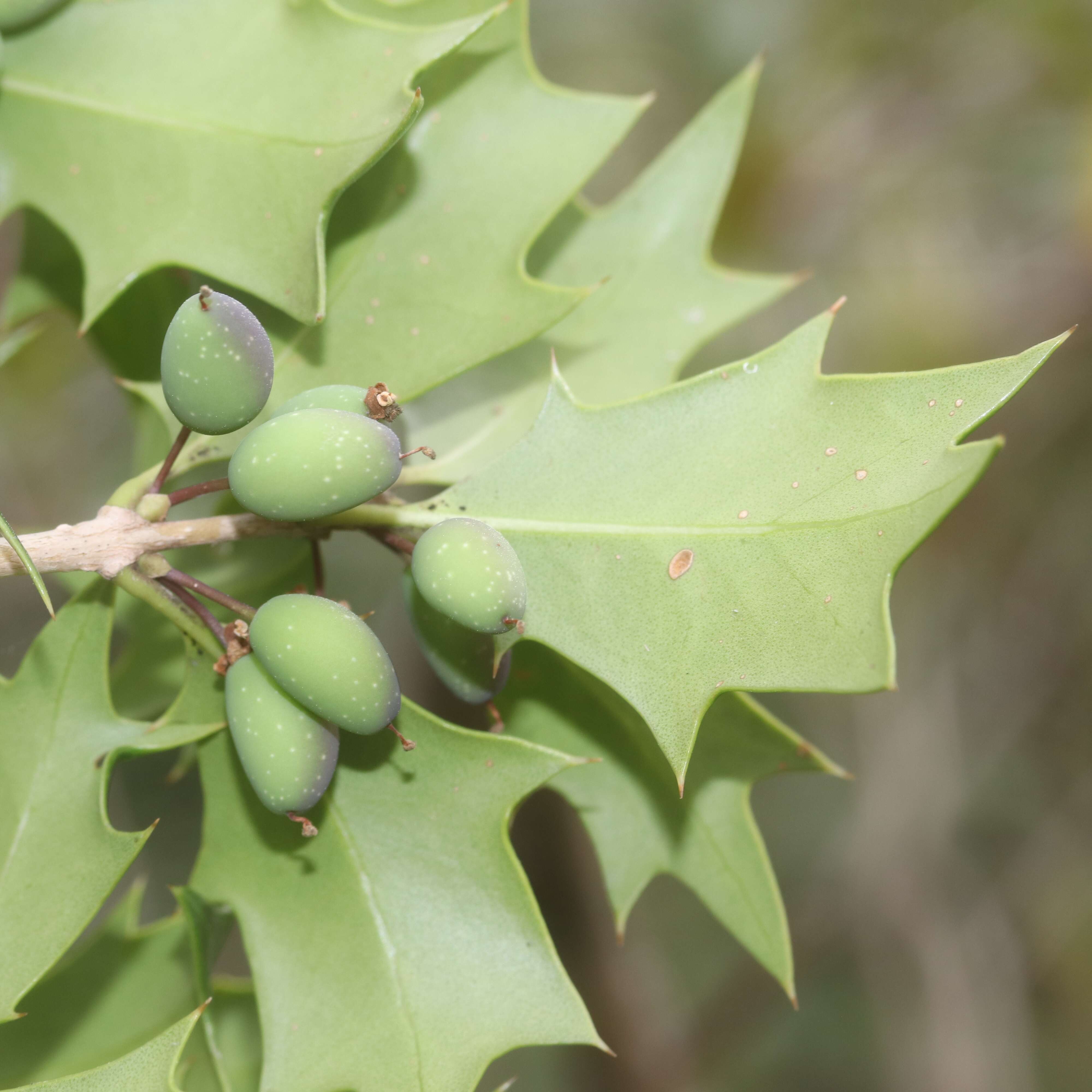 Image of holly osmanthus