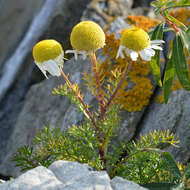 صورة Tripleurospermum maritimum (L.) Koch