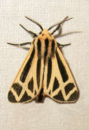 Image of Nais Tiger Moth