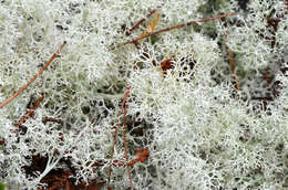 Image of Reindeer lichen