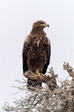 Image of Steppe Eagle