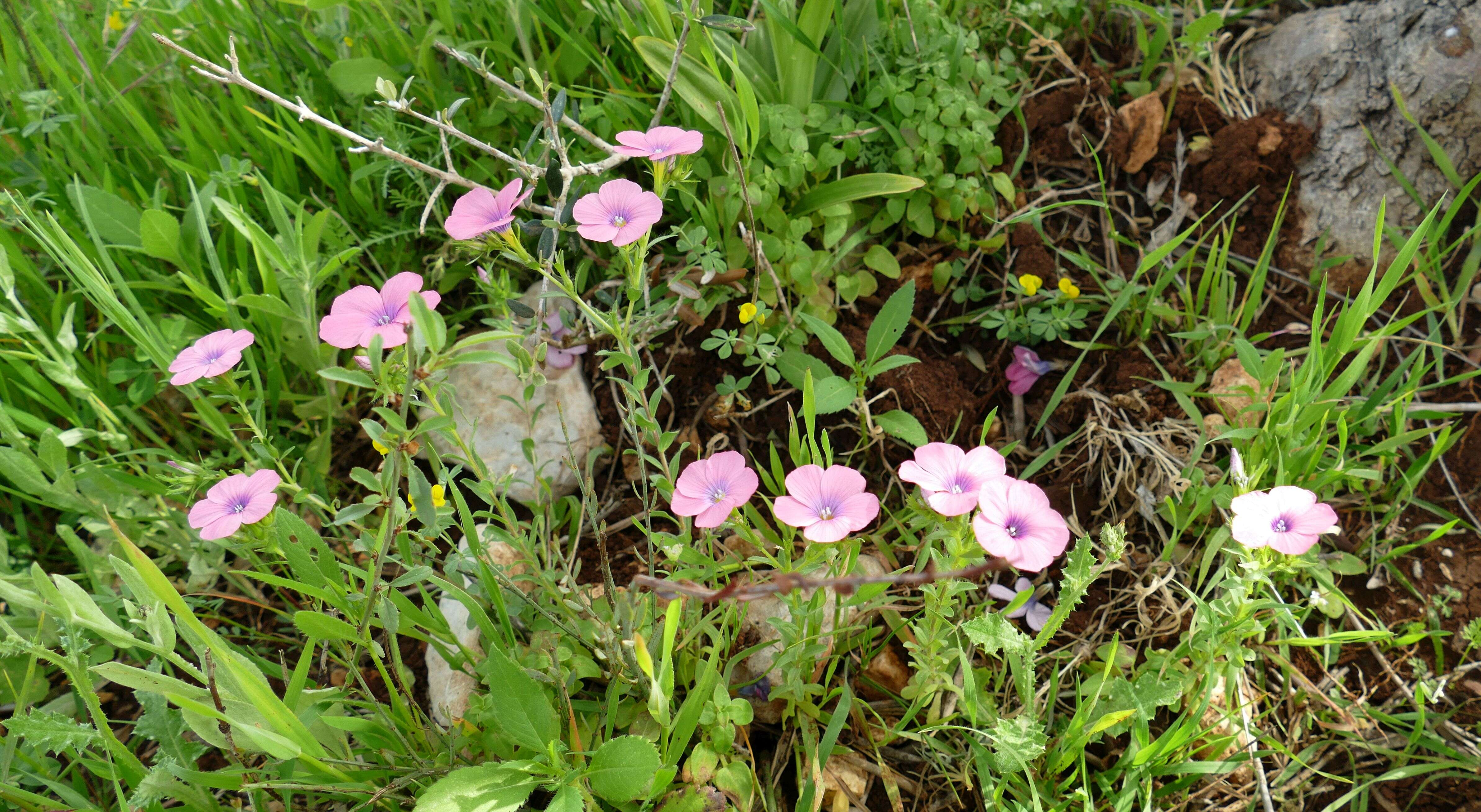 Image of flax