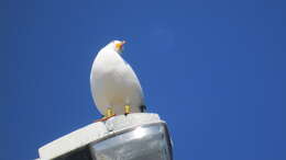 Image of Pacific Gull