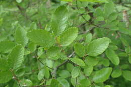 Image of cedar elm