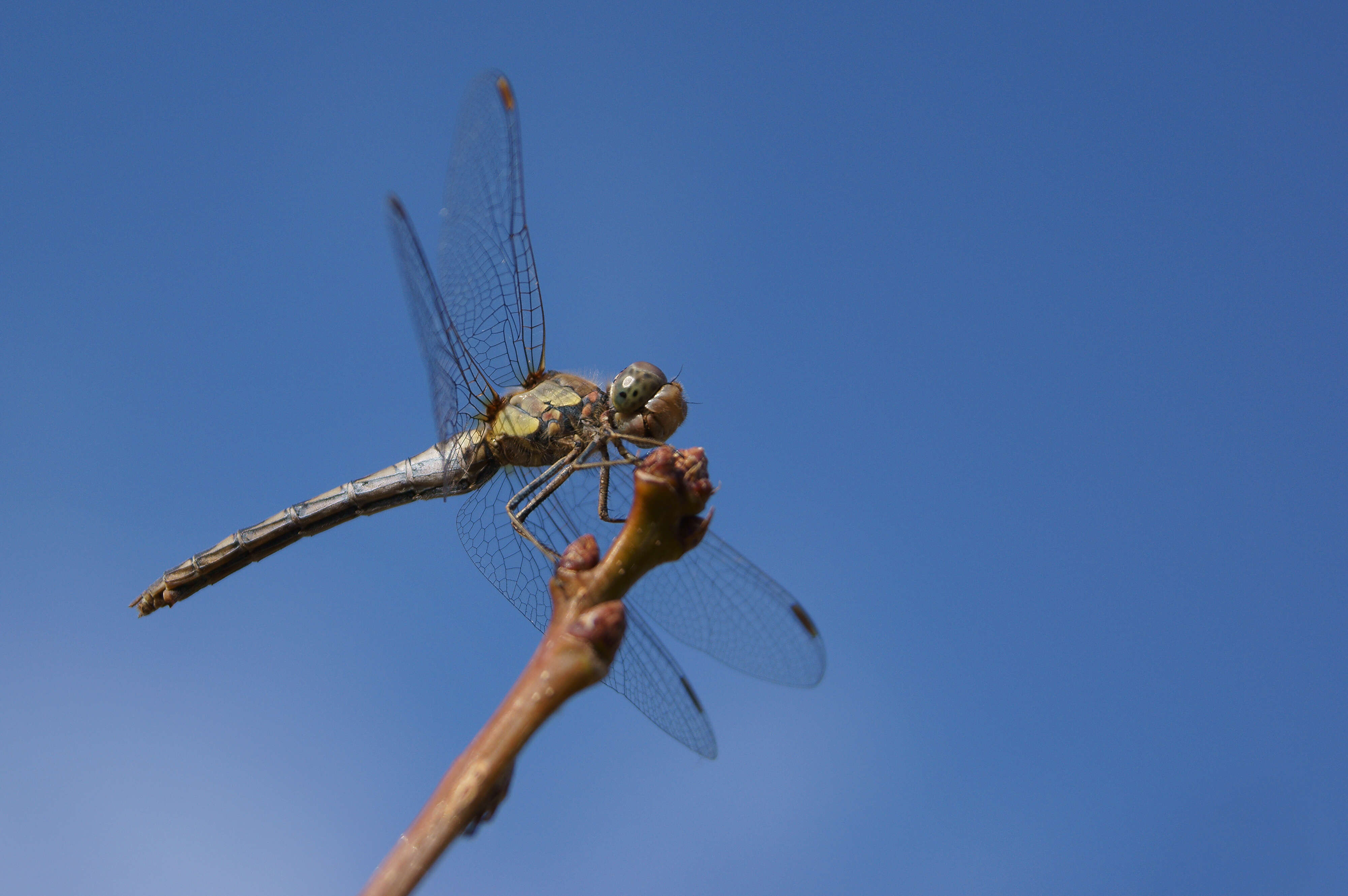 Image of Common Darter