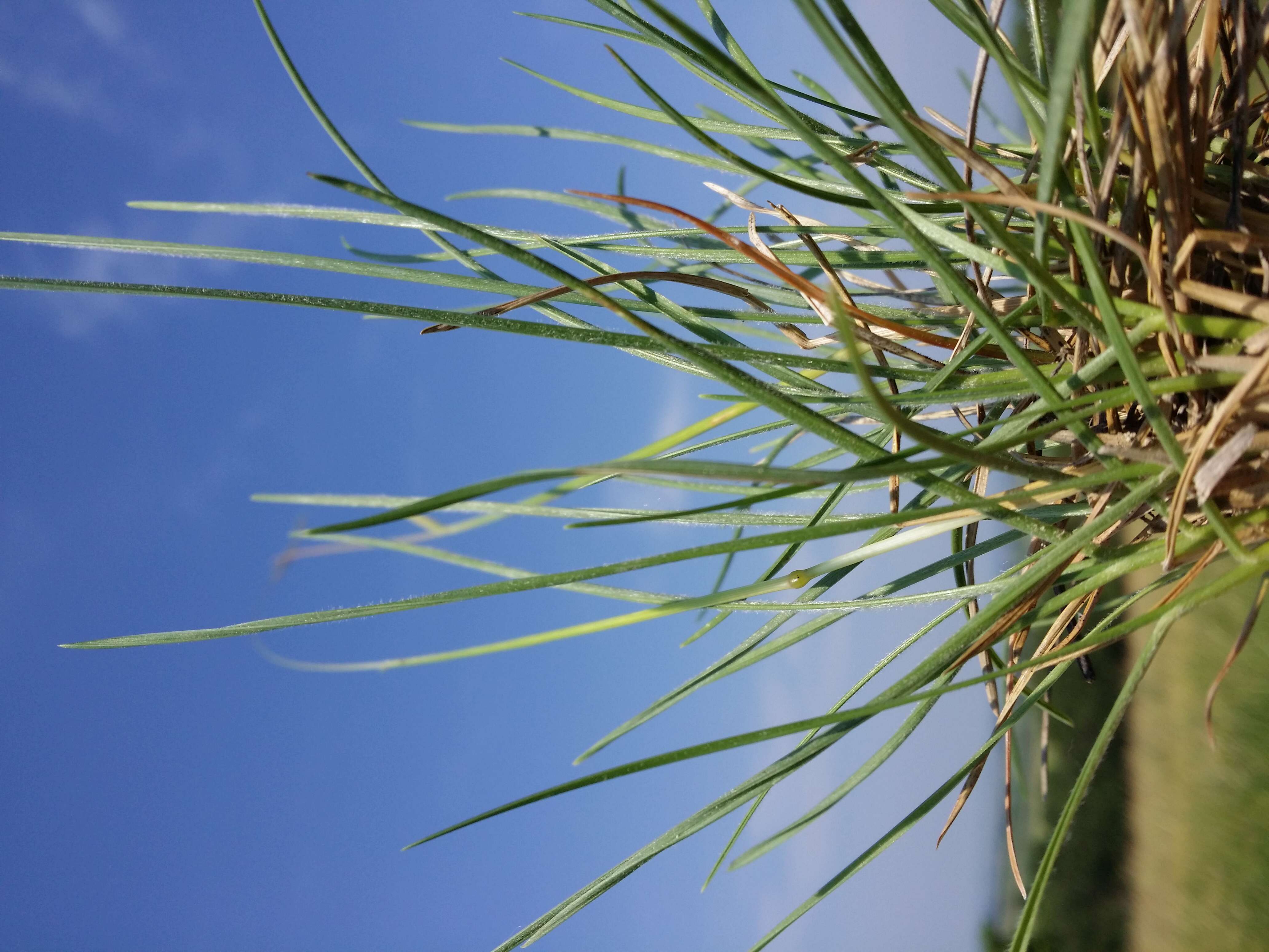 Plancia ëd Helictochloa pratensis (L.) Romero Zarco