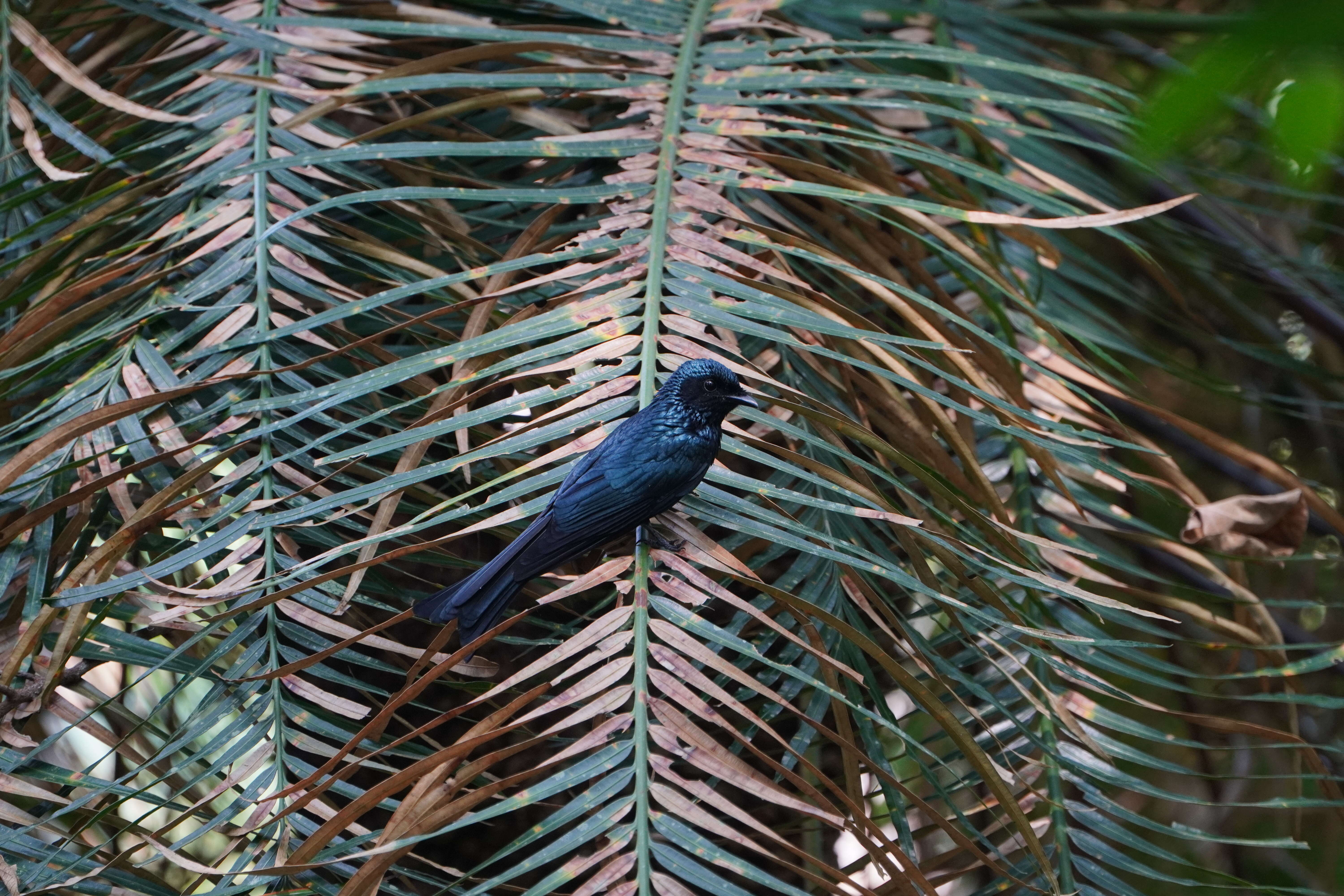 Image de Drongo bronzé