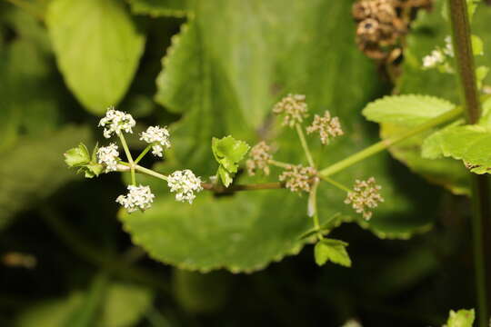 Image of Fool's-Watercress