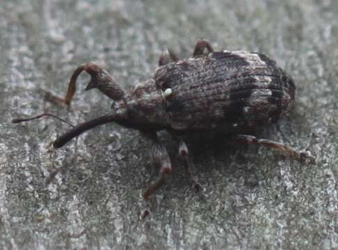 Image of Weevil