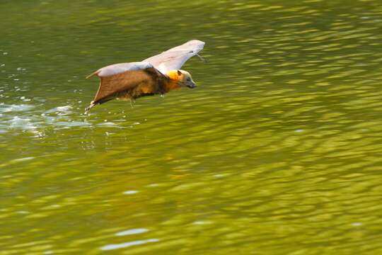 Image of Gray-headed Flying Fox