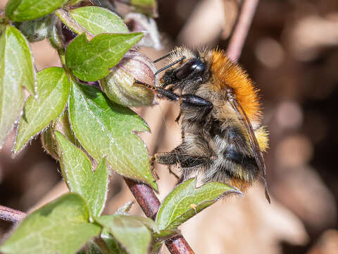 Image of Common carder bumblebee