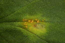 Imagem de Puccinia sessilis J. Schröt. 1870