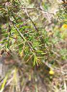 Слика од Pultenaea juniperina Labill.