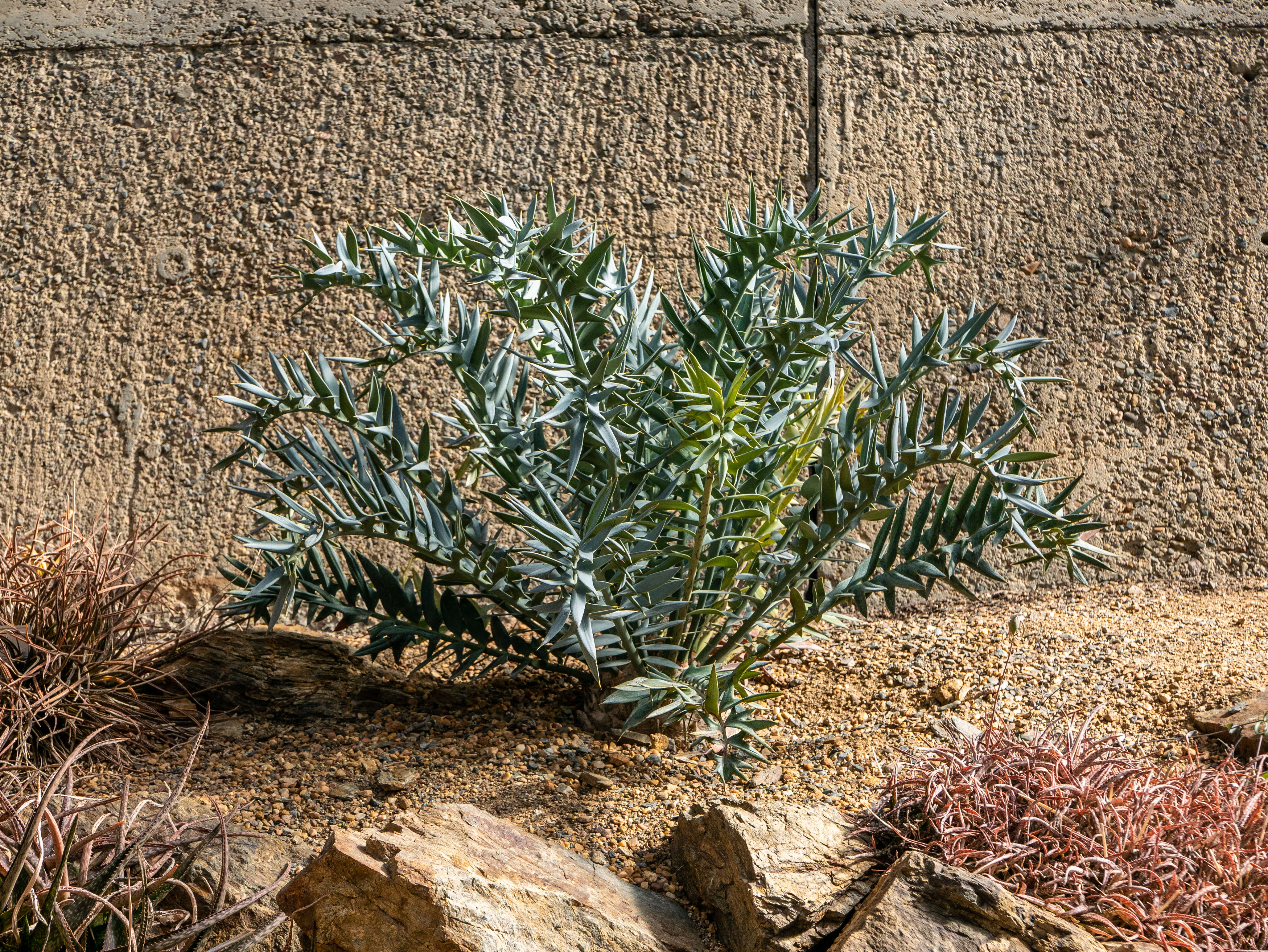 Image of Eastern Cape Blue Cycad