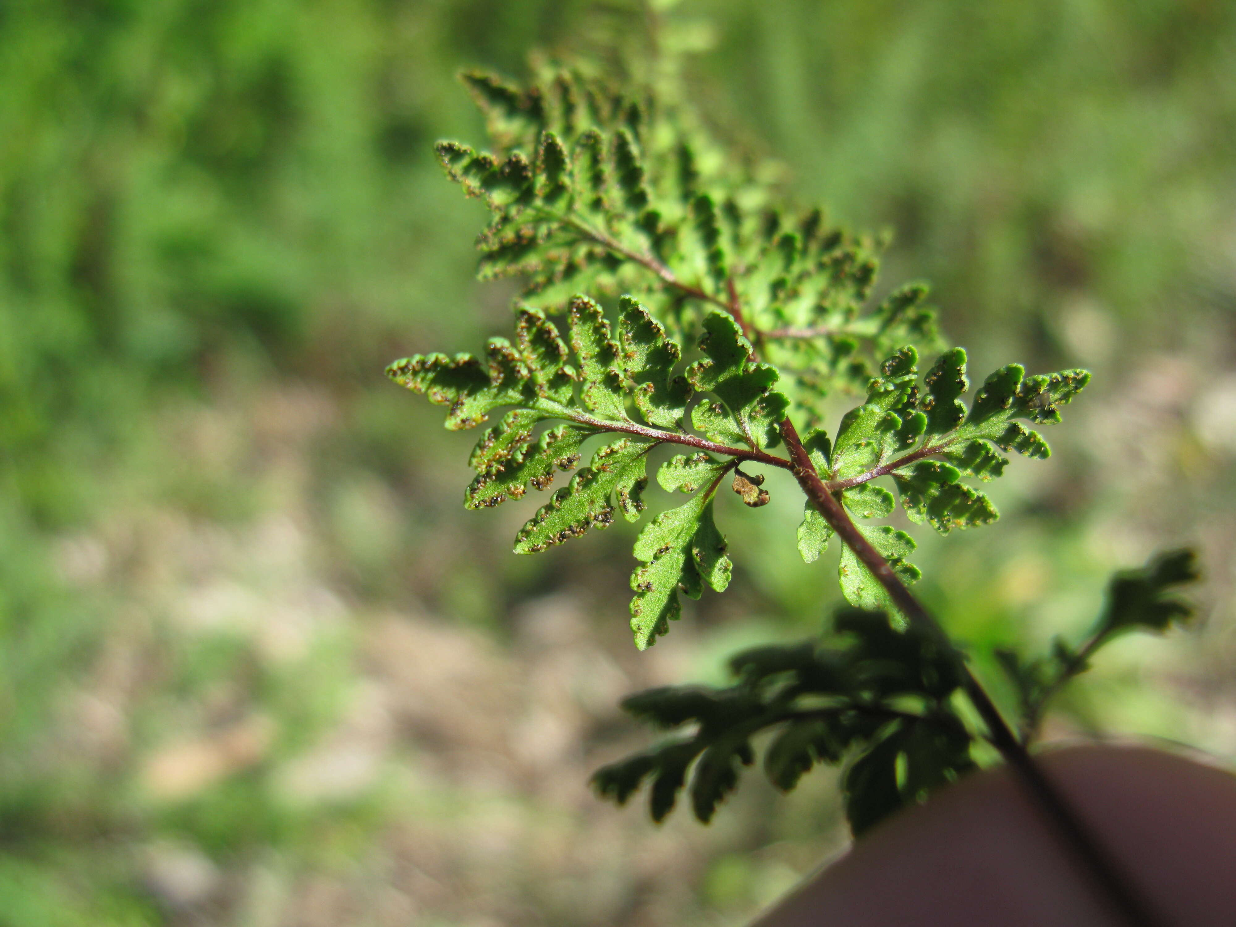 Image of Mulga fern