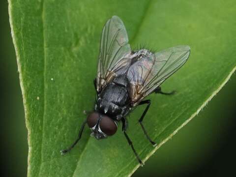 Image of Face Fly