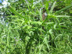 Image of Spear Thistle