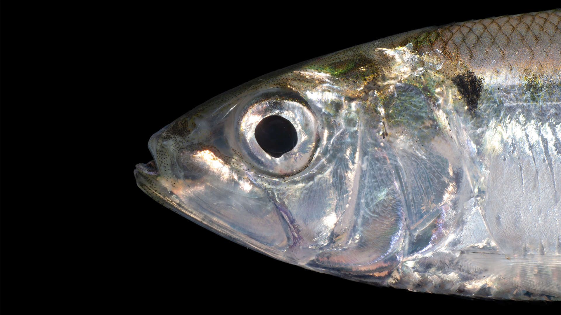 Image of American Shad