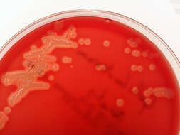 Image of Gallibacterium