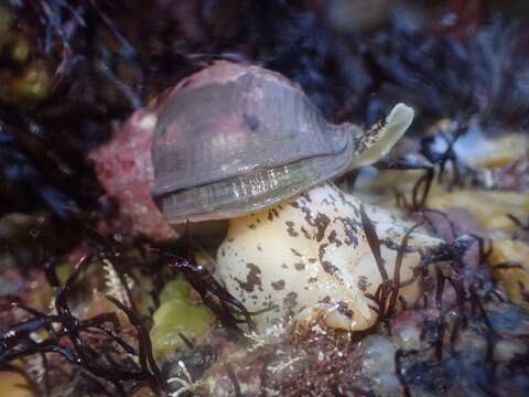 Image of Common whelk