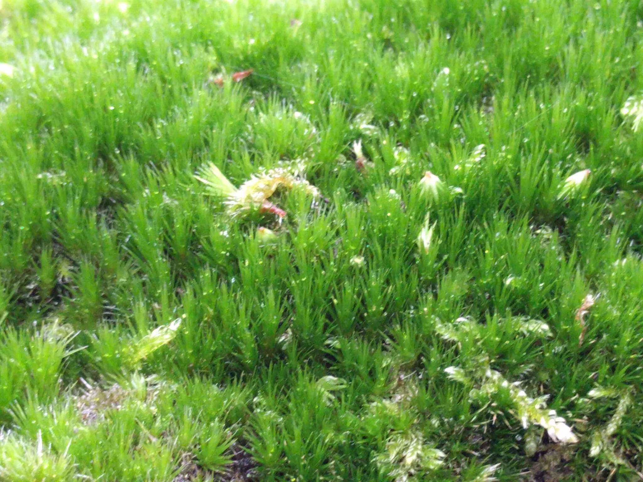 Image of campylopus moss