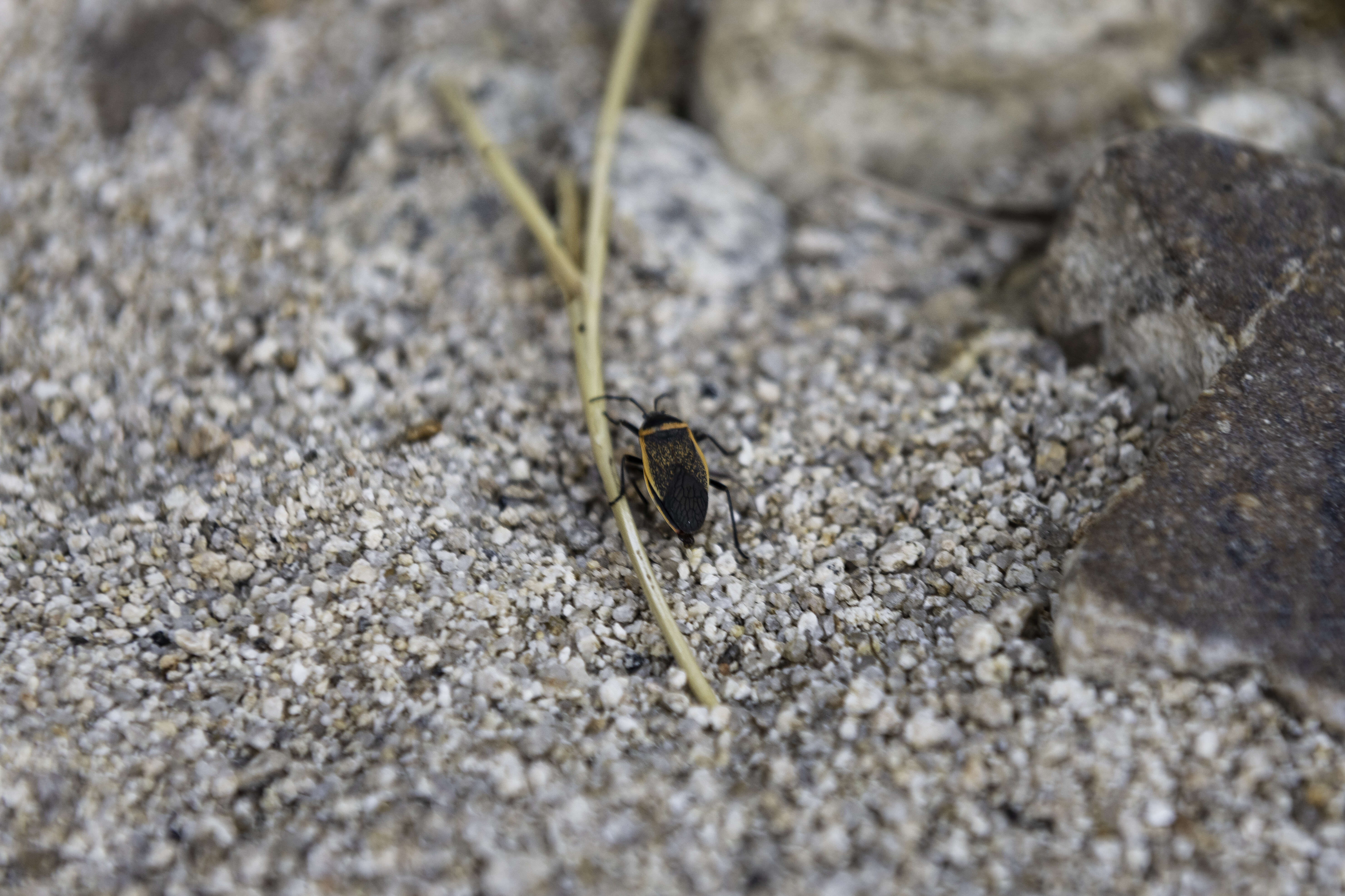 Image of Largus californicus (Van Duzee 1923)