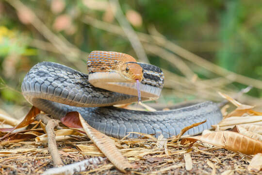 Image of Copper-headed Trinket Snake