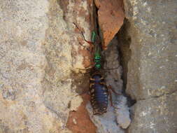 Image of Emerald cockroach wasp