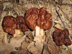 Image of Gyromitra esculenta (Pers.) Fr. 1849