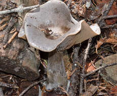 Image of Clitocybe glacialis Redhead, Ammirati, Norvell & M. T. Seidl 2000