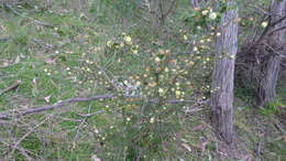 Image of juniper wattle