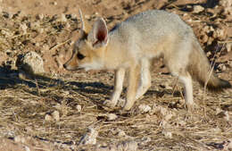 Слика од Vulpes chama (A. Smith 1833)