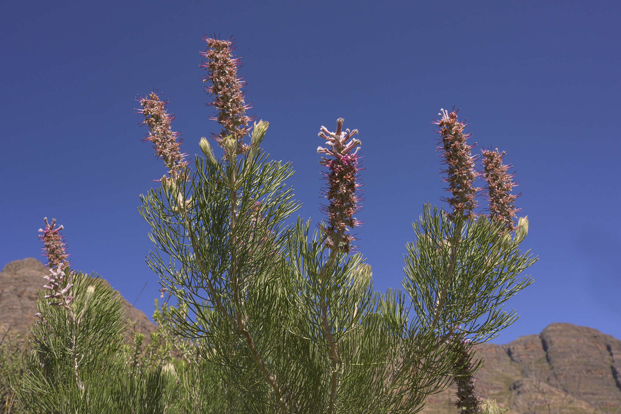 Image of Tree sceptre