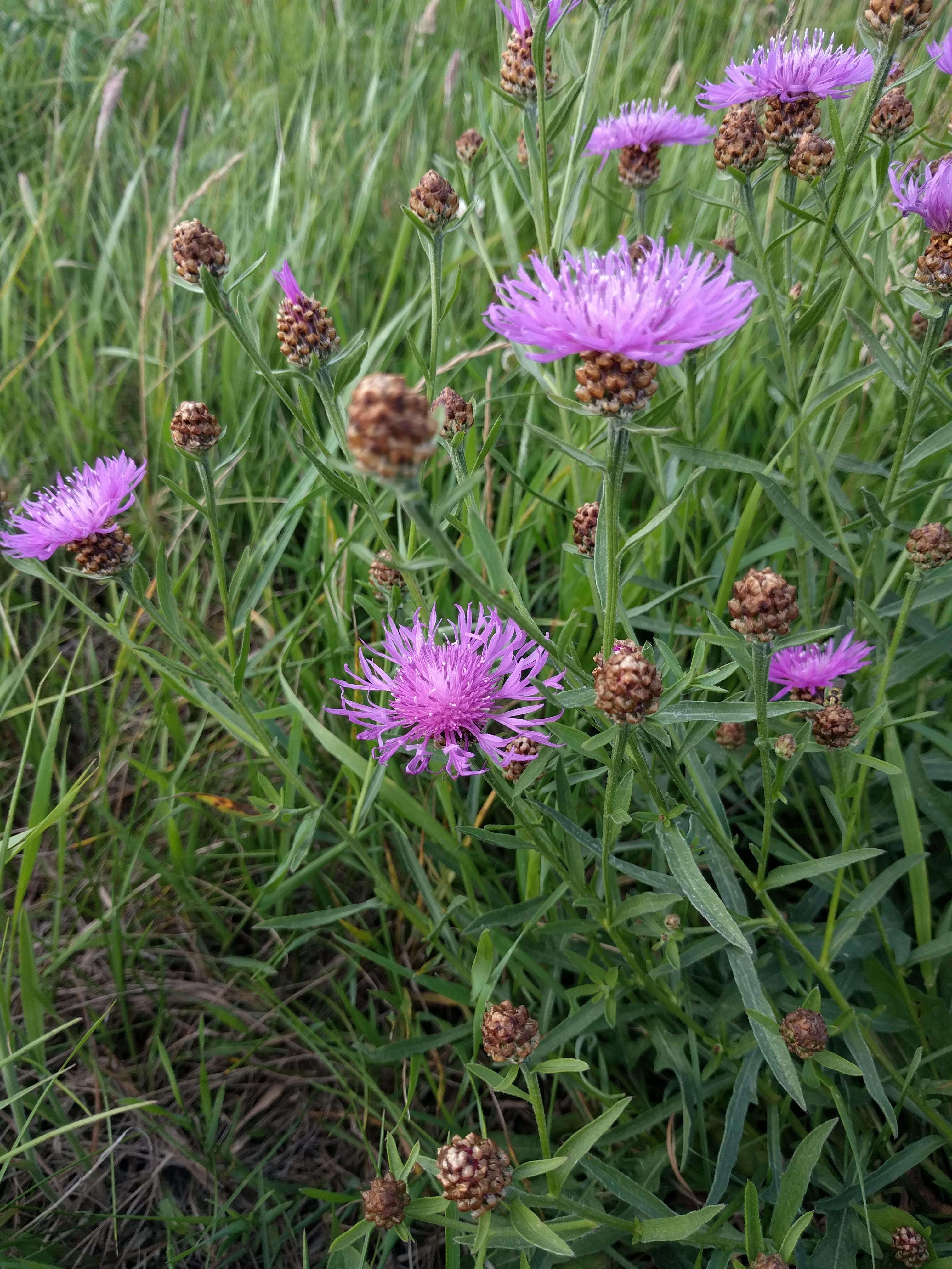 Image of brown knapweed