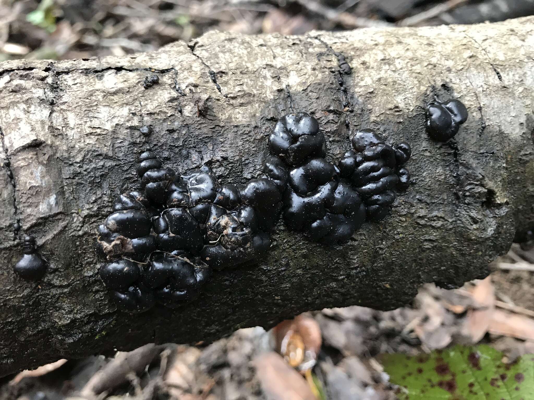 Image of Black Witches' Butter