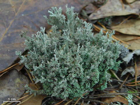 Image of Cladonia atlantica