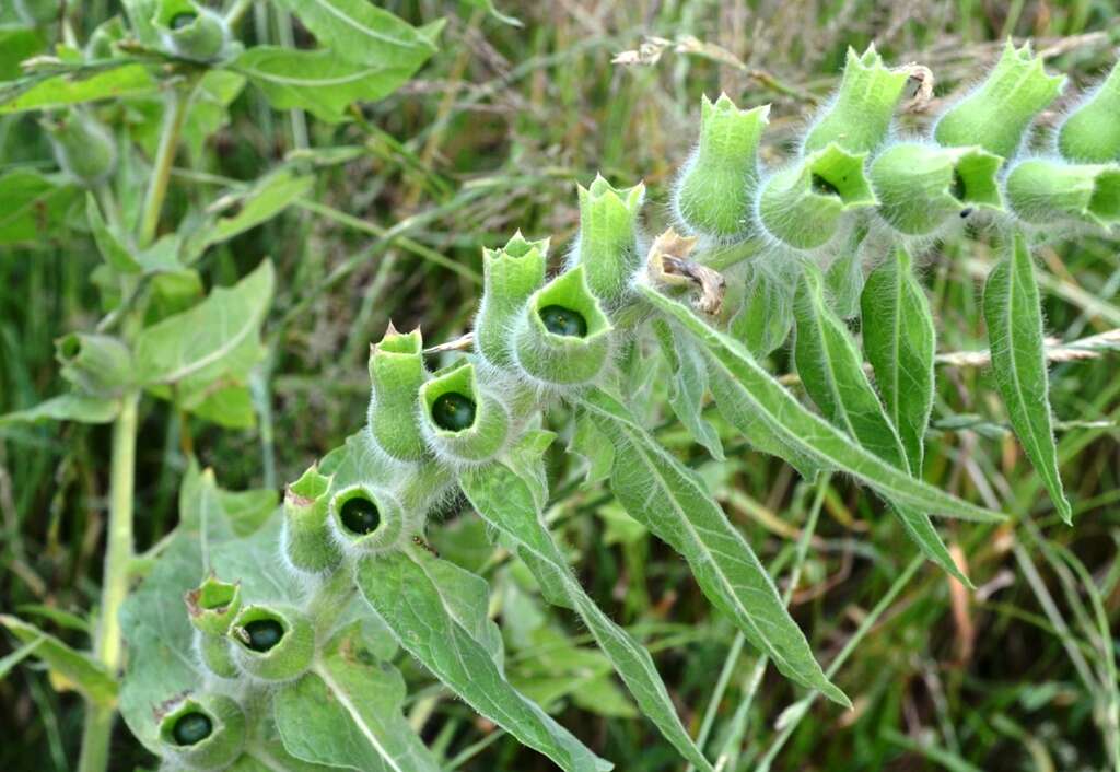 Image of black henbane