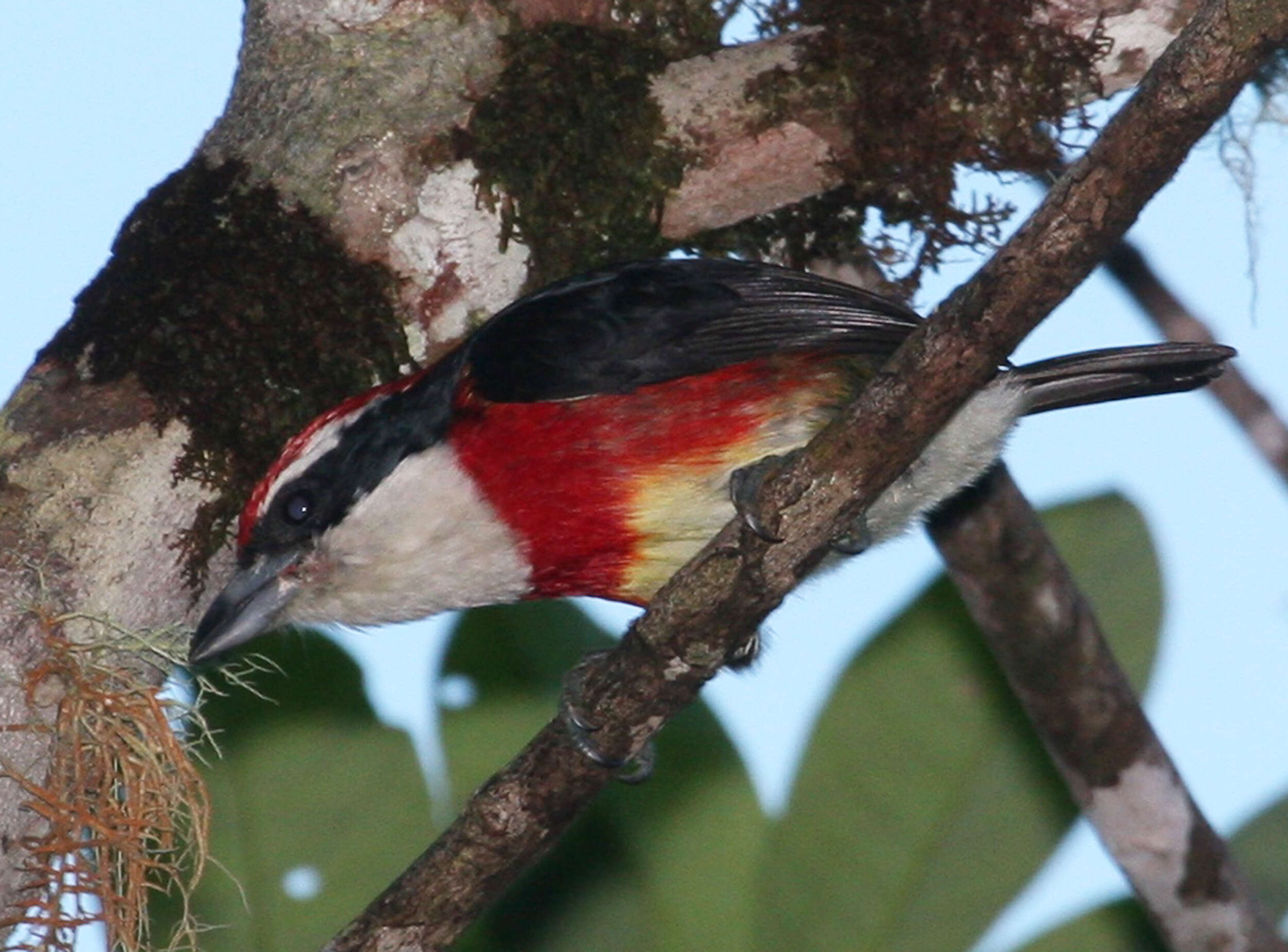 Image of Sira Barbet