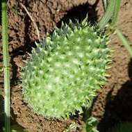 Image of West Indian gherkin