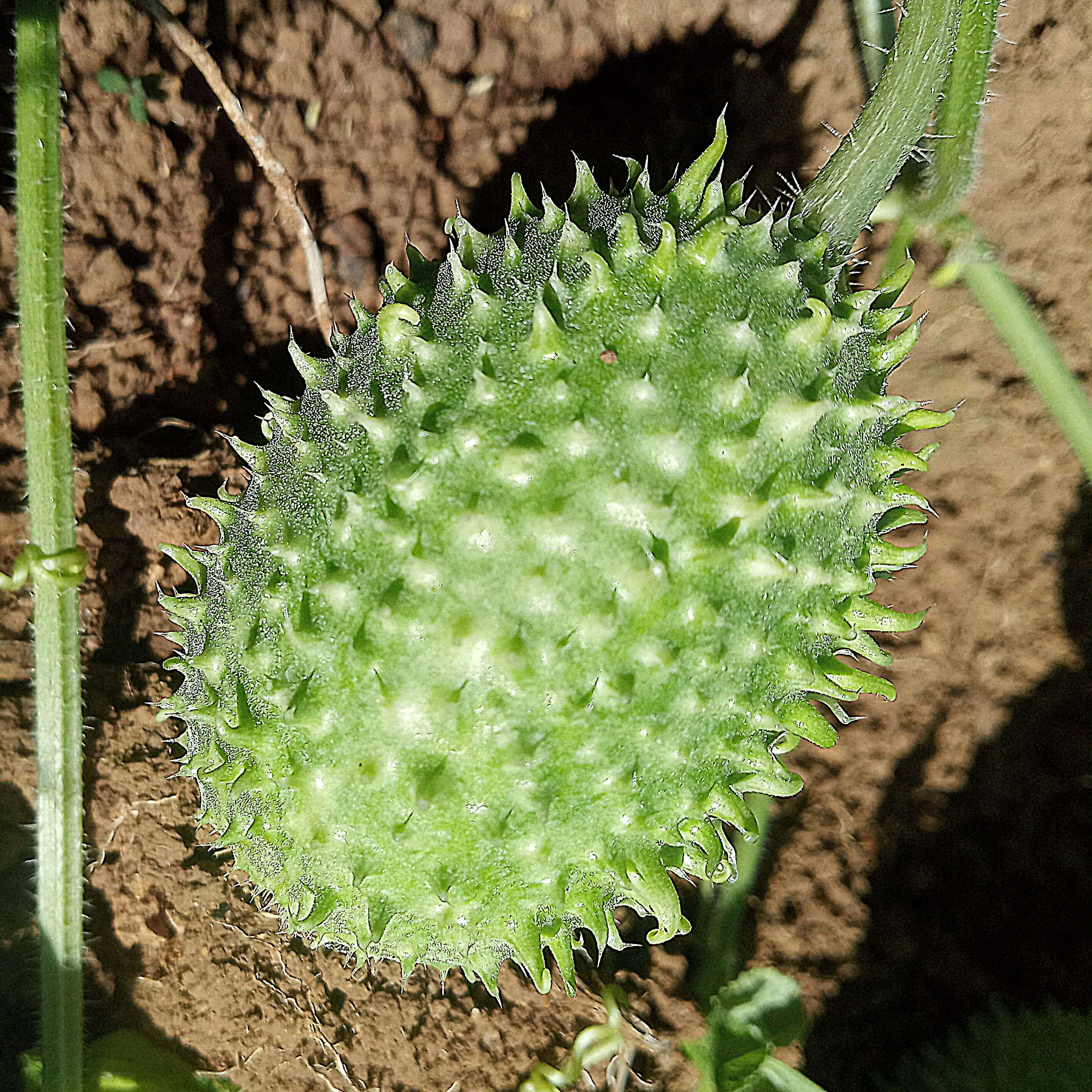 Image of West Indian gherkin