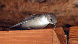 Image of Eurasian Crag Martin