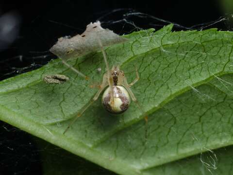 Image of Theridion varians Hahn 1833