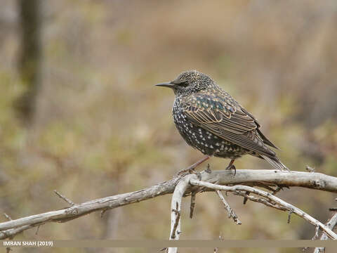 Image of Sturnus Linnaeus 1758