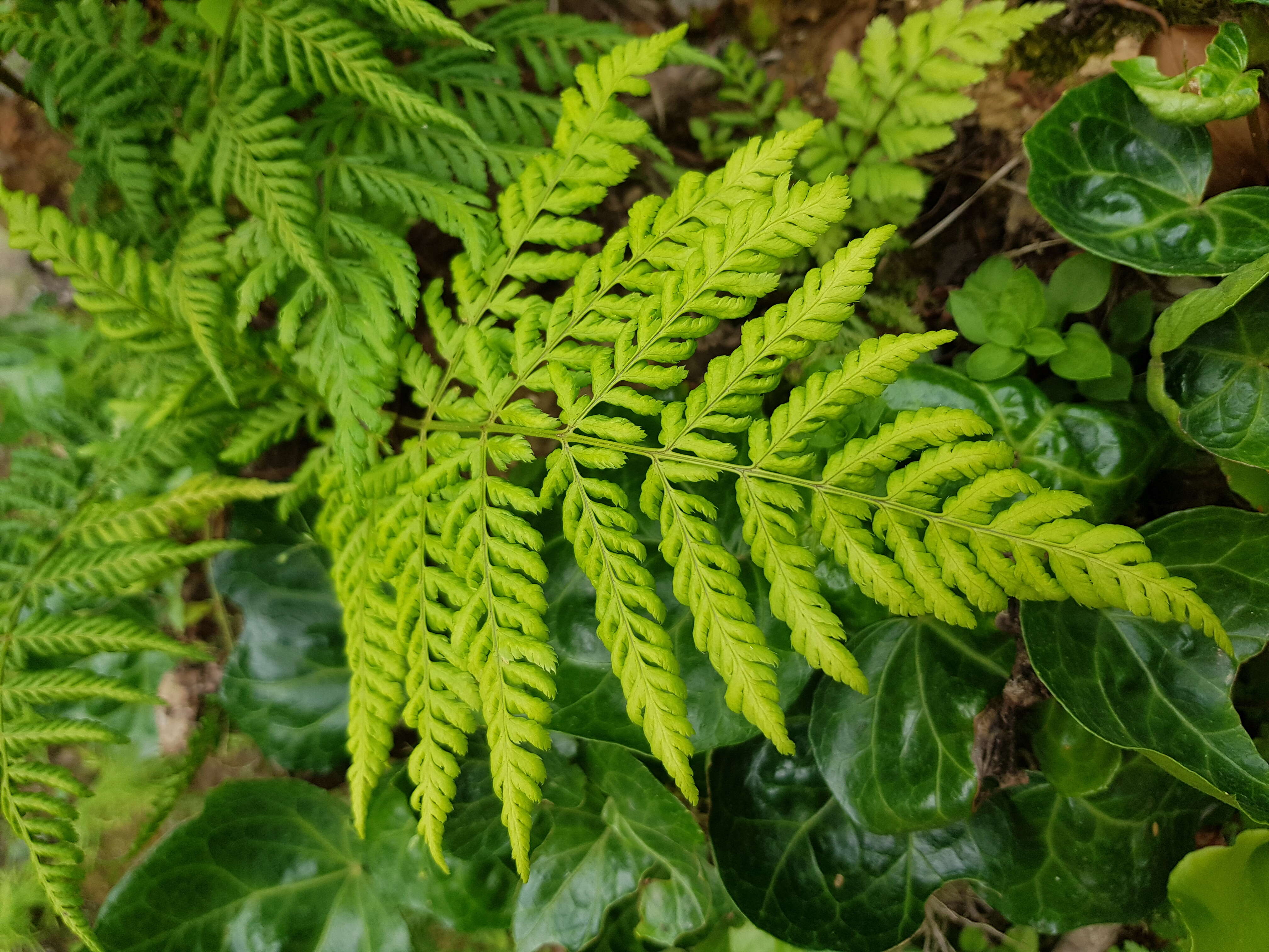 Image of Dryopteris aemula (Ait.) O. Kuntze