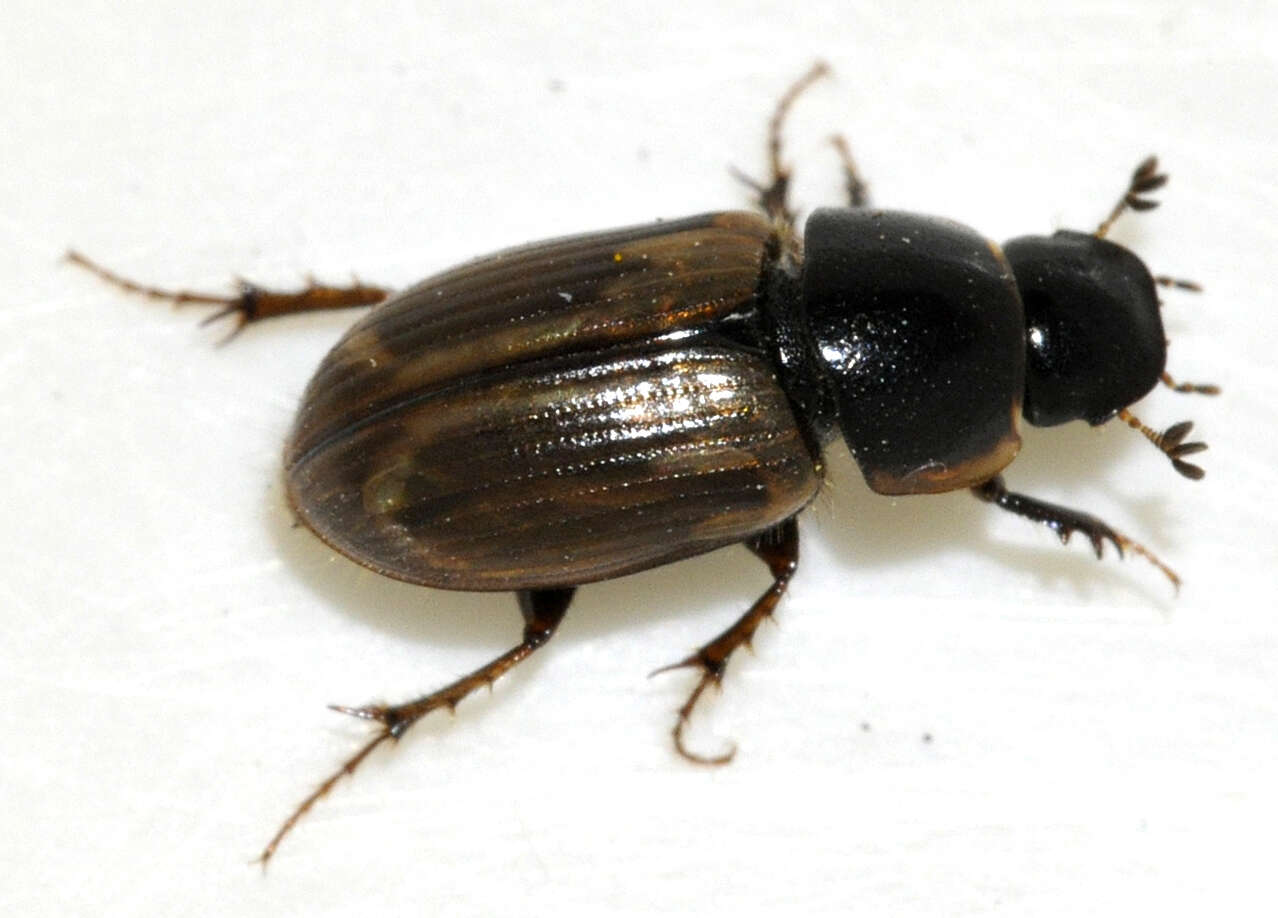 Image of Aphodius prodromus