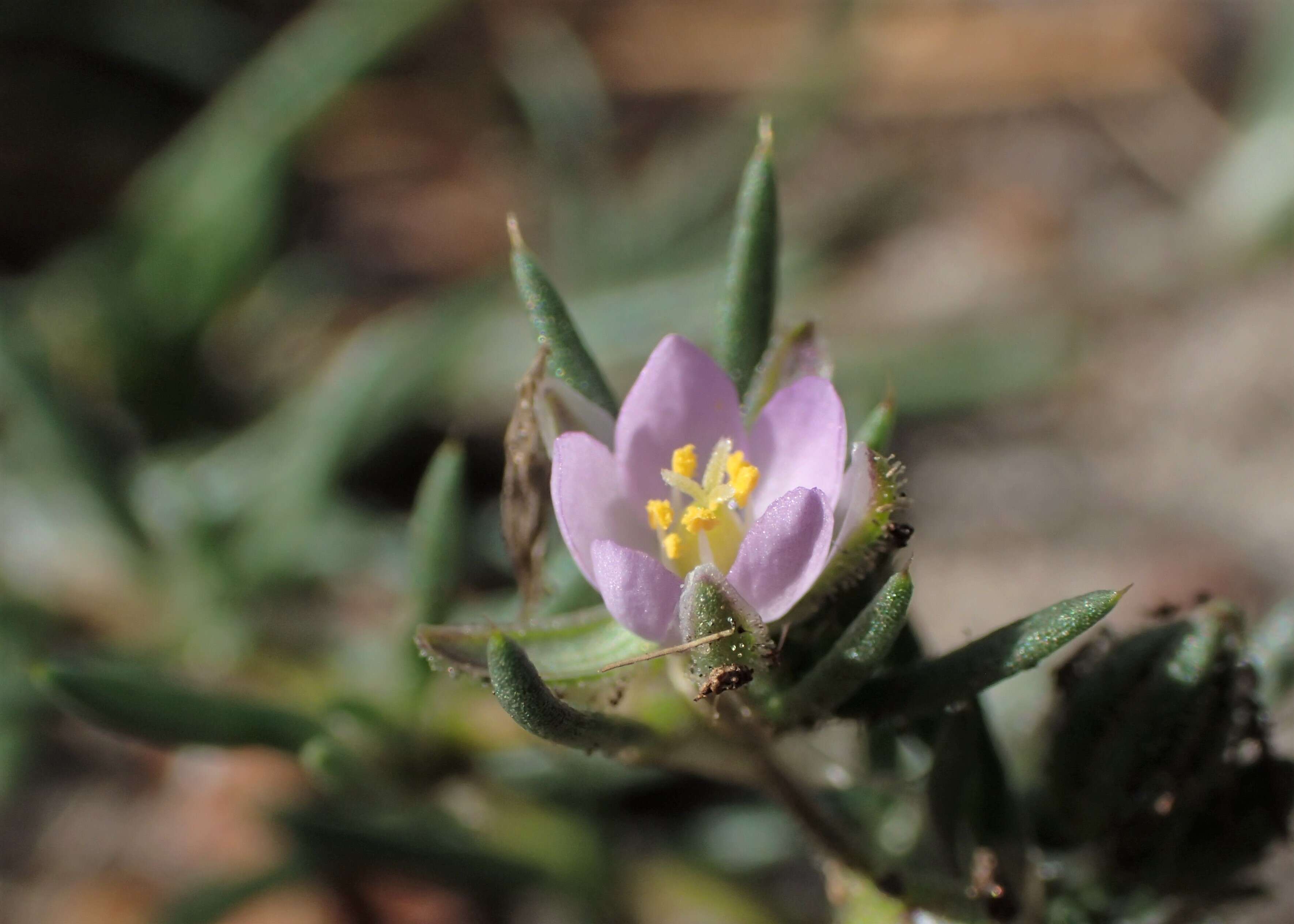 Image of red sandspurry