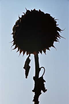 Image of common sunflower