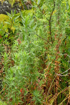 Image of Epilobium hirtigerum A. Cunn.