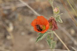 Image of Munro's globemallow