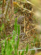 Image of Bluntnose Leopard Lizard